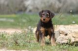 AIREDALE TERRIER 214